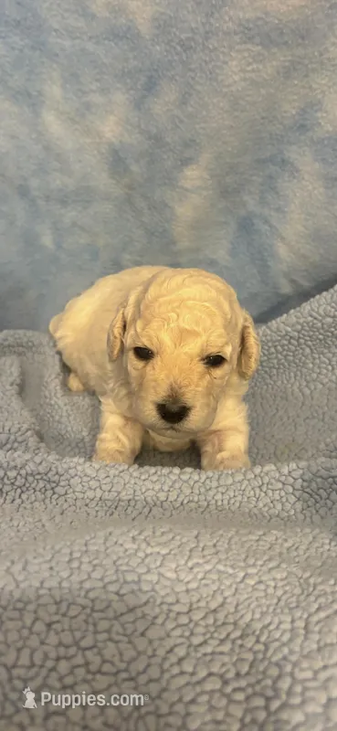 Hershey – Poodle - Toy  puppy for sale in Anderson, SC