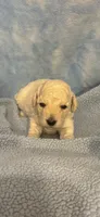 Hershey, a male Poodle - Toy  for sale in Anderson, SC – 1 of 3