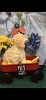 Snickers, a male Poodle - Toy  for sale in Anderson, SC – 5 of 9