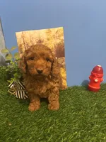 Bently, a male Poodle - Toy  for sale in Anderson, SC – 6 of 7
