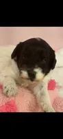 Dottie , a female Cockapoo for sale in Anderson, SC – 4 of 4