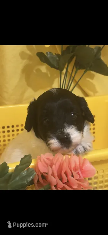 Dottie  – Cockapoo puppy for sale in Anderson, SC
