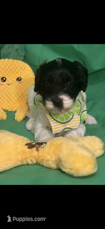 Dottie  – Cockapoo puppy for sale in Anderson, SC