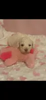 Sugar, a female Cockapoo for sale in Anderson, SC – 2 of 3