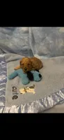 Rudy, a male Poodle - Toy  for sale in Anderson, SC – 2 of 3