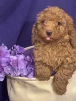 Bently, a male Poodle - Toy  for sale in Anderson, SC – 3 of 7
