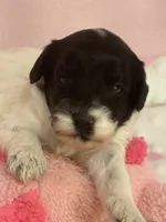 Dottie , a female Cockapoo for sale in Anderson, SC – 1 of 4