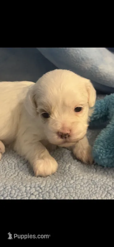 Patches – Cockapoo puppy for sale in Anderson, SC