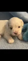 Patches, a male Cockapoo for sale in Anderson, SC – 1 of 4