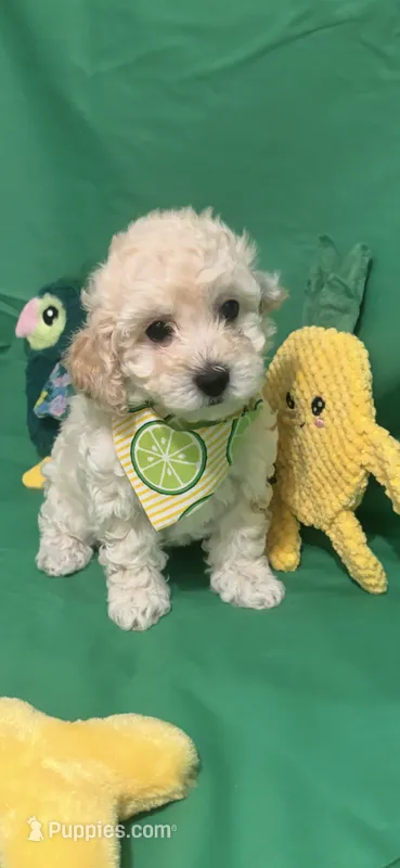 Snickers – Poodle - Toy  puppy for sale in Anderson, SC