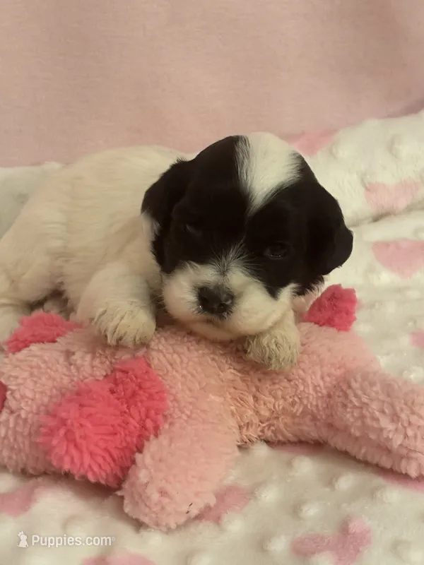 Panda  – Cockapoo puppy for sale in Anderson, SC
