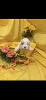 Patches, a male Cockapoo for sale in Anderson, SC – 7 of 10