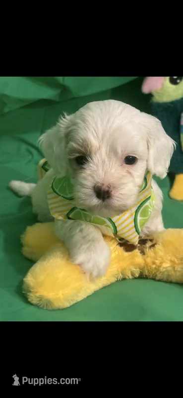Patches – Cockapoo puppy for sale in Anderson, SC