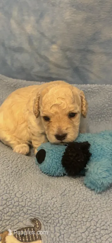 Skittles – Poodle - Toy  puppy for sale in Anderson, SC