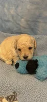 Skittles, a male Poodle - Toy  for sale in Anderson, SC – 1 of 3