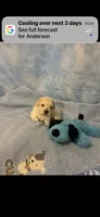 Skittles, a male Poodle - Toy  for sale in Anderson, SC – 2 of 3