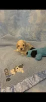 Skittles, a male Poodle - Toy  for sale in Anderson, SC – 3 of 3