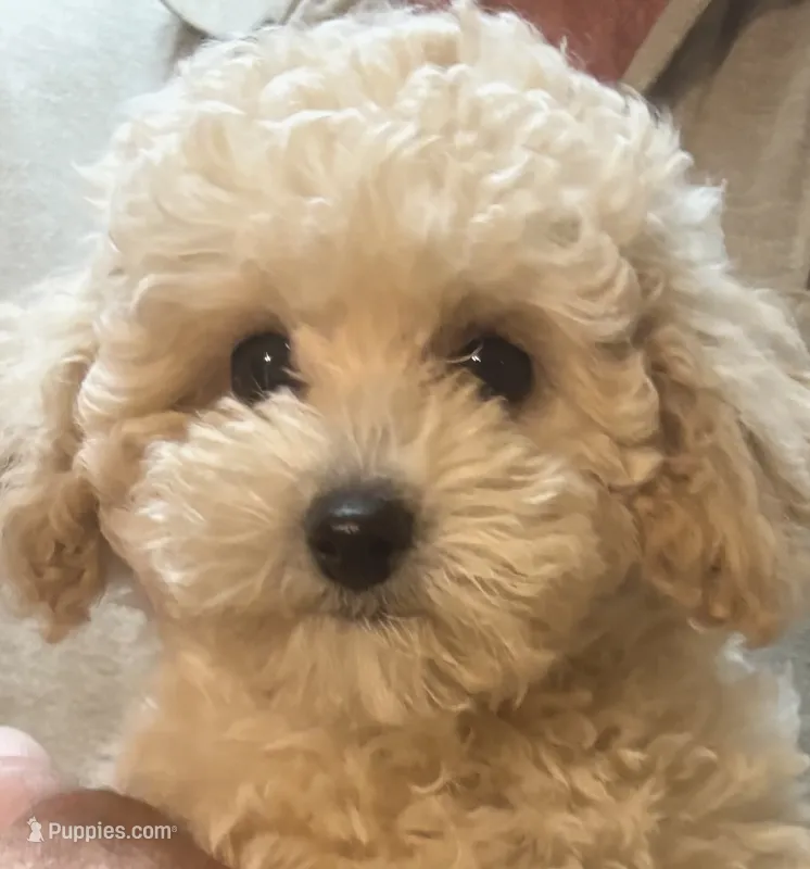 Nola – Poodle - Toy  puppy for sale in Anderson, SC