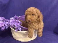 Bently, a male Poodle - Toy  for sale in Anderson, SC – 7 of 7