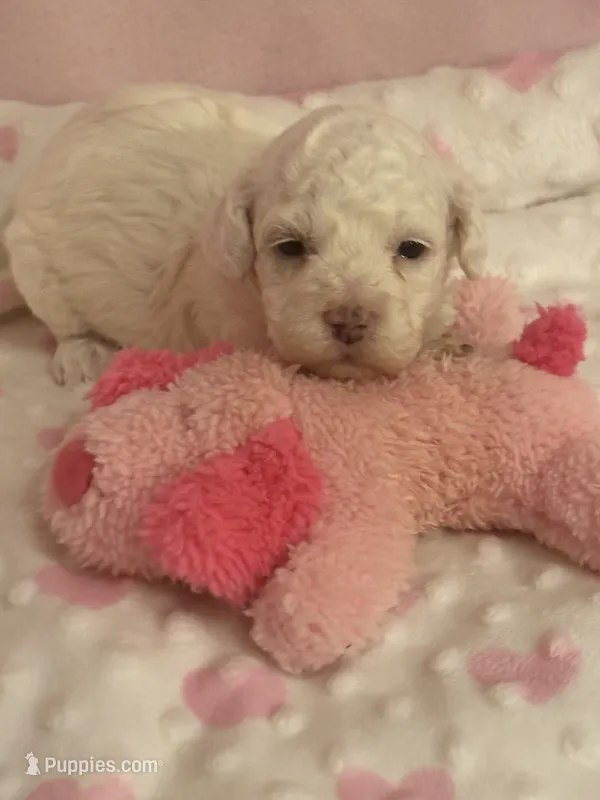 Sugar – Cockapoo puppy for sale in Anderson, SC