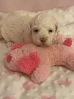 Sugar, a female Cockapoo for sale in Anderson, SC – 1 of 3