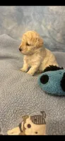 Snickers, a male Poodle - Toy  for sale in Anderson, SC – 3 of 3