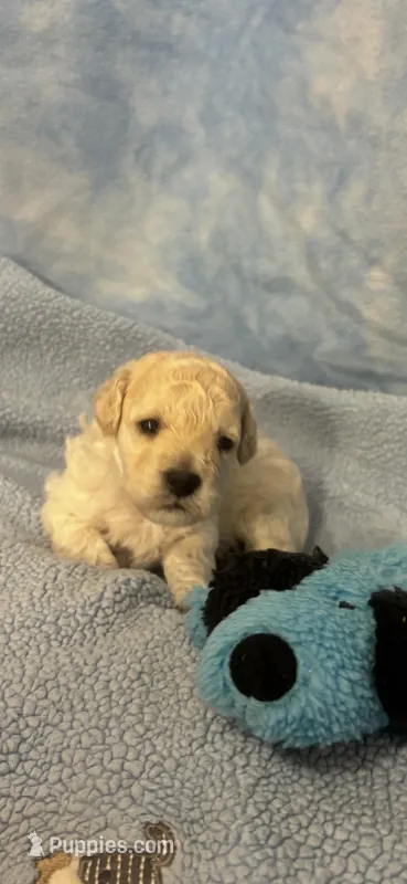 Snickers – Poodle - Toy  puppy for sale in Anderson, SC