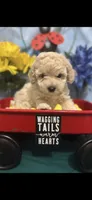 Nola, a female Poodle - Toy  for sale in Anderson, SC – 1 of 1