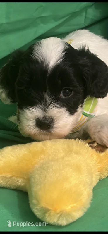 Panda  – Cockapoo puppy for sale in Anderson, SC