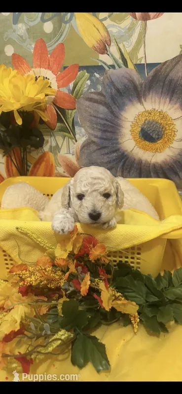 Hershey – Poodle - Toy  puppy for sale in Anderson, SC
