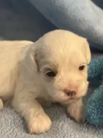 Patches, a male Cockapoo for sale in Anderson, SC – 3 of 4