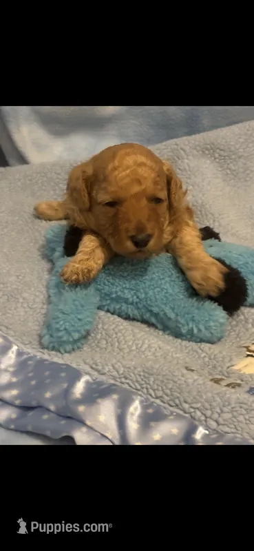 Rudy – Poodle - Toy  puppy for sale in Anderson, SC