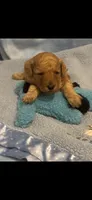 Rudy, a male Poodle - Toy  for sale in Anderson, SC – 1 of 3