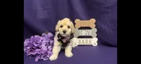 Snickers, a male Poodle - Toy  for sale in Anderson, SC – 6 of 9