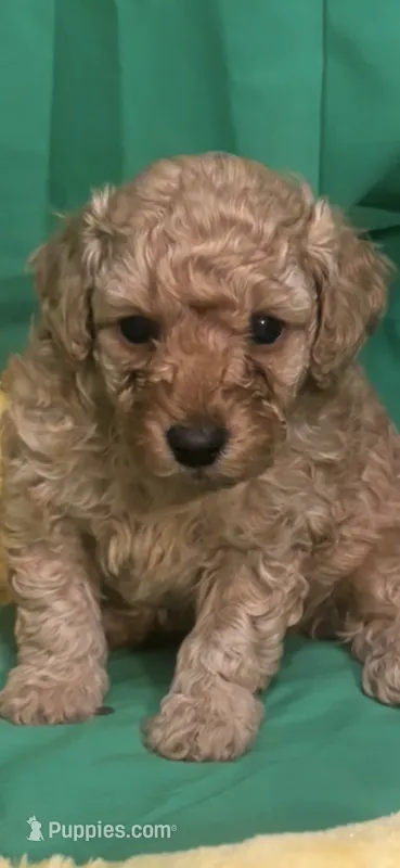 Rudy – Poodle - Toy  puppy for sale in Anderson, SC