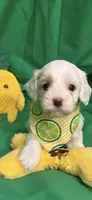 Patches, a male Cockapoo for sale in Anderson, SC – 6 of 10