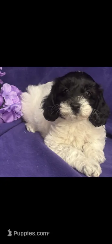 Dottie  – Cockapoo puppy for sale in Anderson, SC