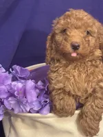 Bently, a male Poodle - Toy  for sale in Anderson, SC – 4 of 7