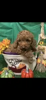 Bently, a male Poodle - Toy  for sale in Anderson, SC – 2 of 7