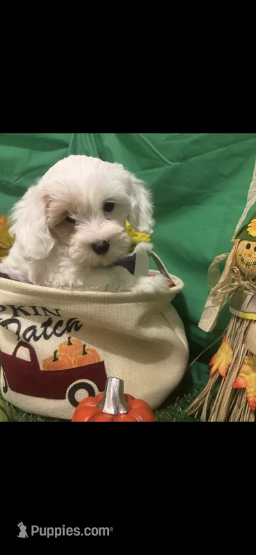 Patches – Cockapoo puppy for sale in Anderson, SC