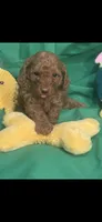 Bently, a male Poodle - Toy  for sale in Anderson, SC – 5 of 7