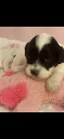 Panda , a female Cockapoo for sale in Anderson, SC – 3 of 3