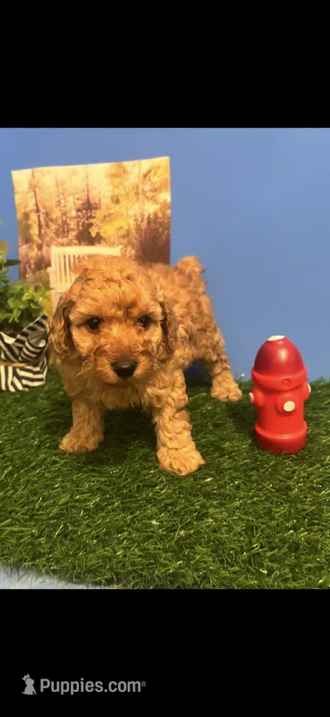 Rudy – Poodle - Toy  puppy for sale in Anderson, SC