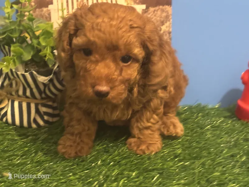 Bently – Poodle - Toy  puppy for sale in Anderson, SC
