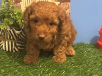 Bently, a male Poodle - Toy  for sale in Anderson, SC – 1 of 7