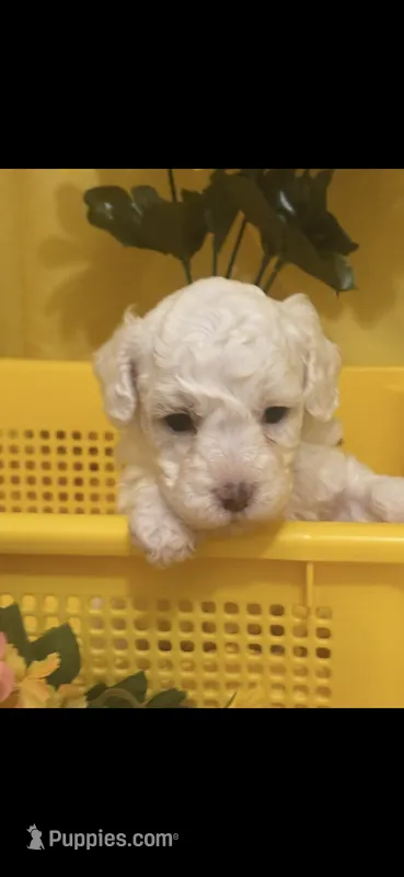 Sugar – Cockapoo puppy for sale in Anderson, SC