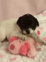 Dottie , a female Cockapoo for sale in Anderson, SC – 2 of 4