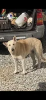 Big John, a male German Shepherd Dog for sale in Anderson, SC – 3 of 4