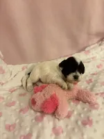 Panda , a female Cockapoo for sale in Anderson, SC – 2 of 3