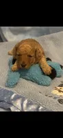 Rudy, a male Poodle - Toy  for sale in Anderson, SC – 3 of 3